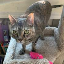 Thumbnail photo of MATTIE #1