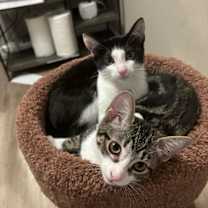 Thumbnail photo of Oliver #4