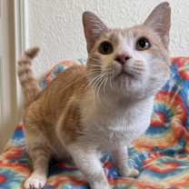 Thumbnail photo of Cheerio #1