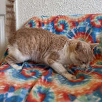Thumbnail photo of Cheerio #2