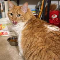 Thumbnail photo of GRETA #3