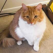 Thumbnail photo of GRETA #1
