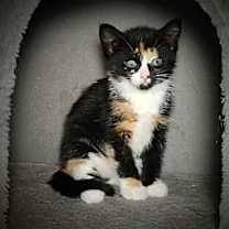 Thumbnail photo of Scooter #2