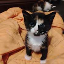 Thumbnail photo of Scooter #3