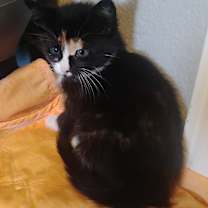 Thumbnail photo of Scooter #4