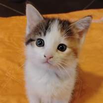 Thumbnail photo of Snickers #1