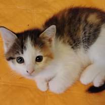 Thumbnail photo of Snickers #2