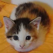 Thumbnail photo of Snickers #3