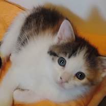 Thumbnail photo of Snickers #4