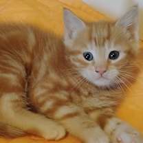 Thumbnail photo of Mango #1