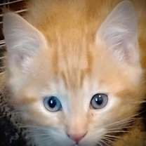 Thumbnail photo of Mango #2