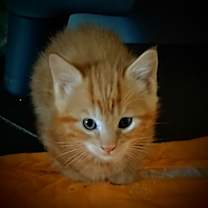 Thumbnail photo of Mango #3