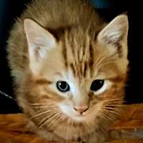 Thumbnail photo of Mango #4