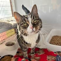 Thumbnail photo of Abby #1