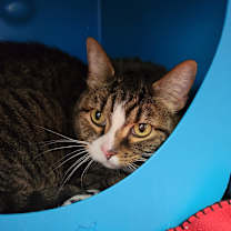 Thumbnail photo of Abby #2