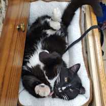 Thumbnail photo of Buzz #1