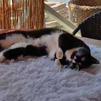 Thumbnail photo of Racquette #2