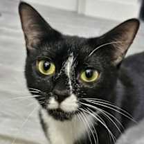 Thumbnail photo of Racquette #3