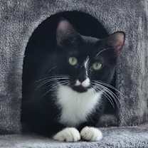 Thumbnail photo of Racquette #4