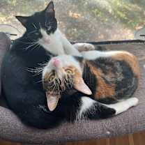 Thumbnail photo of Torrey #2