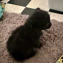 Thumbnail photo of Sirius #2