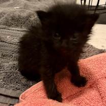 Thumbnail photo of Sirius #3