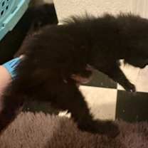 Thumbnail photo of Sirius #4