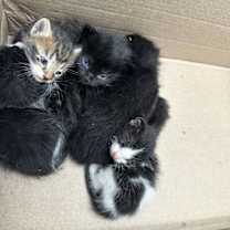 Thumbnail photo of Hagrid #1