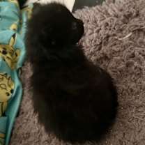 Thumbnail photo of Hagrid #2