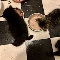 Thumbnail photo of Hagrid #3