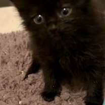 Thumbnail photo of Hagrid #4