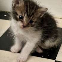 Thumbnail photo of Luna #1