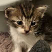 Thumbnail photo of Luna #3