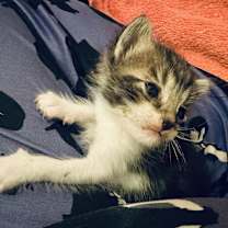 Thumbnail photo of Luna #4