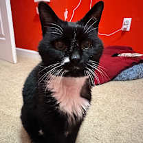 Thumbnail photo of Miss Muffet #1