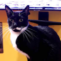 Thumbnail photo of Paco #3