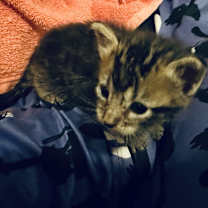 Thumbnail photo of Malfoy #3