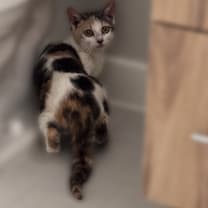Thumbnail photo of Elphie #2