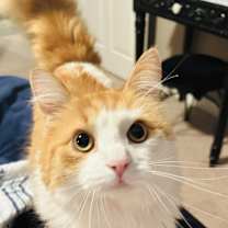 Thumbnail photo of Percy #1
