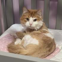 Thumbnail photo of Percy #3