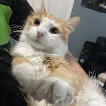 Thumbnail photo of Percy #4
