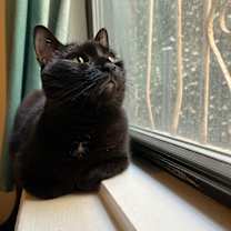 Thumbnail photo of Luna #4