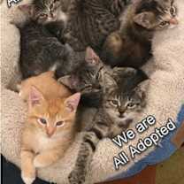 adopt-pet