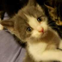 Thumbnail photo of Kittens! Kittens! #4