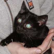 Thumbnail photo of Foster Homes Needed #2