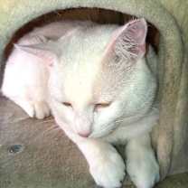 Thumbnail photo of Sid #2