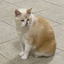 Thumbnail photo of Bailey - oh so handsome & cuddly #3