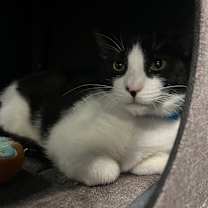 Thumbnail photo of Daikon #3