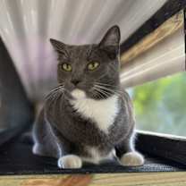 Thumbnail photo of Periwinkle #3