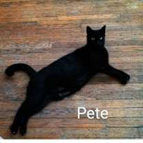 Thumbnail photo of Pete the cat #2